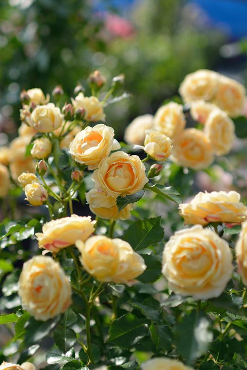 Epingle Sur Favori Roses By Georges Delbard Epingle Sur Favori Roses By Georges Delbard