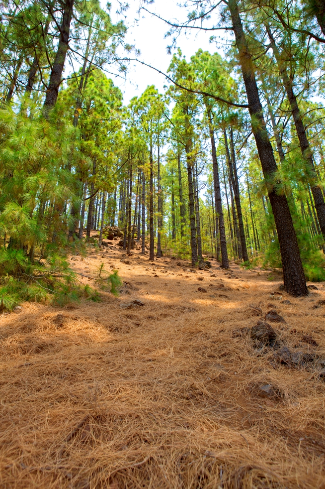 There are lots of reasons to use pine straw, but keep in mind bugs that are looking for somewhere warm to settle down for the winter also love pine straw. Pine Straw Landscaping, Outdoor Landscaping, Outdoor Gardens, Best Pest Control, Garden Pest Control, Types Of Bugs, Types Of Plants, Organic Soil, Organic Gardening