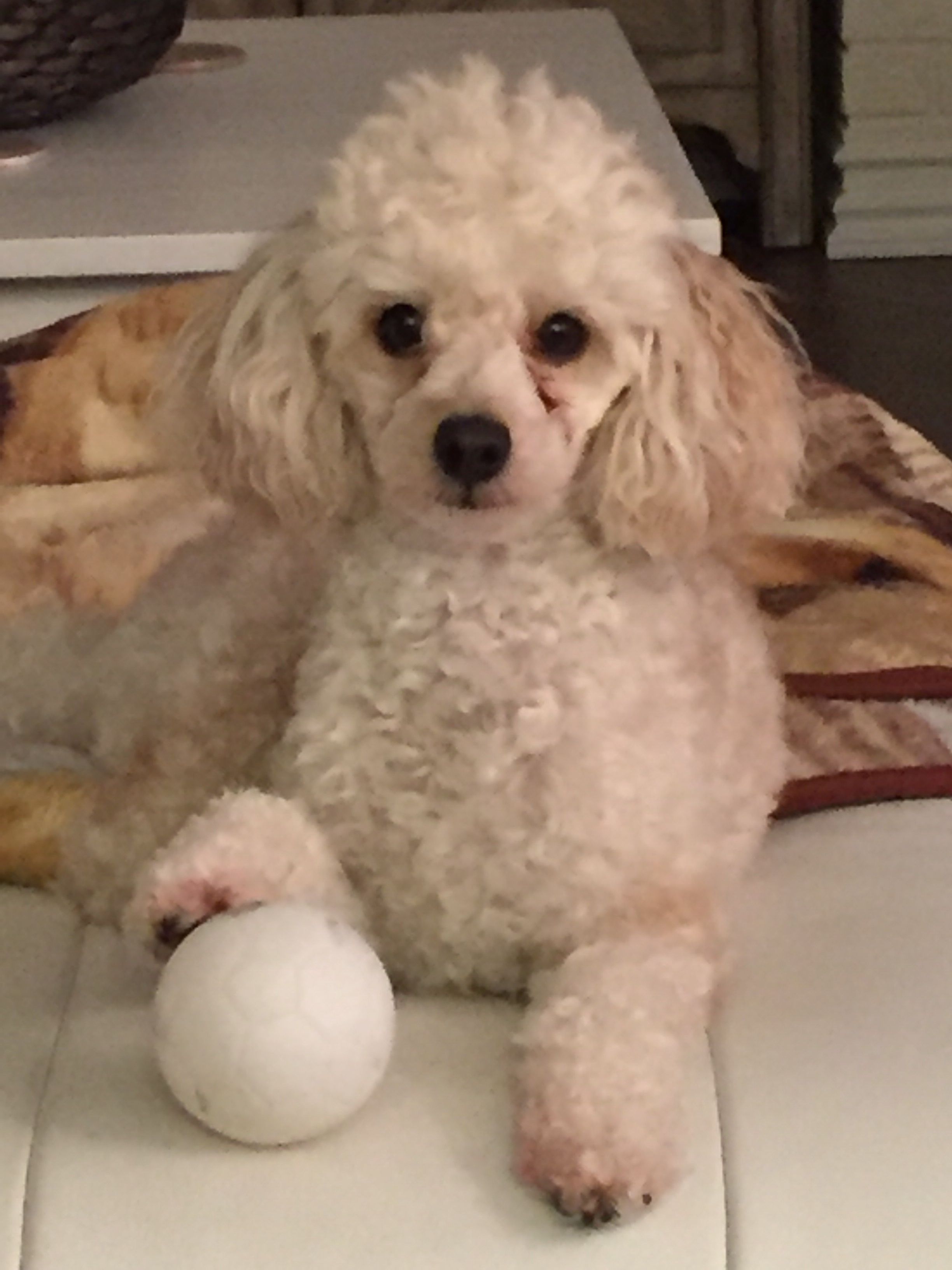 Pin By Linda Henderson Mcdonald On Poodle Poodle Bichon Toy Poodle