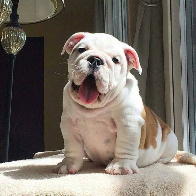 English Bull Dog English Bulldog Puppies Bulldog Puppies Cute
