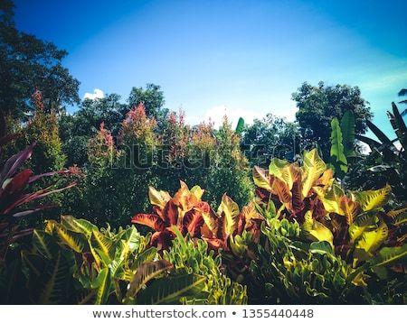 Blue Sky Atmosphere Above The Leaves Of Plants And Trees In The Garden On A Sunny Day Sunny Day Images, Image Collection, Royalty Free Photos, New Pictures, Sunny Days, Atmosphere, Photo Image, Photo Editing, Trees