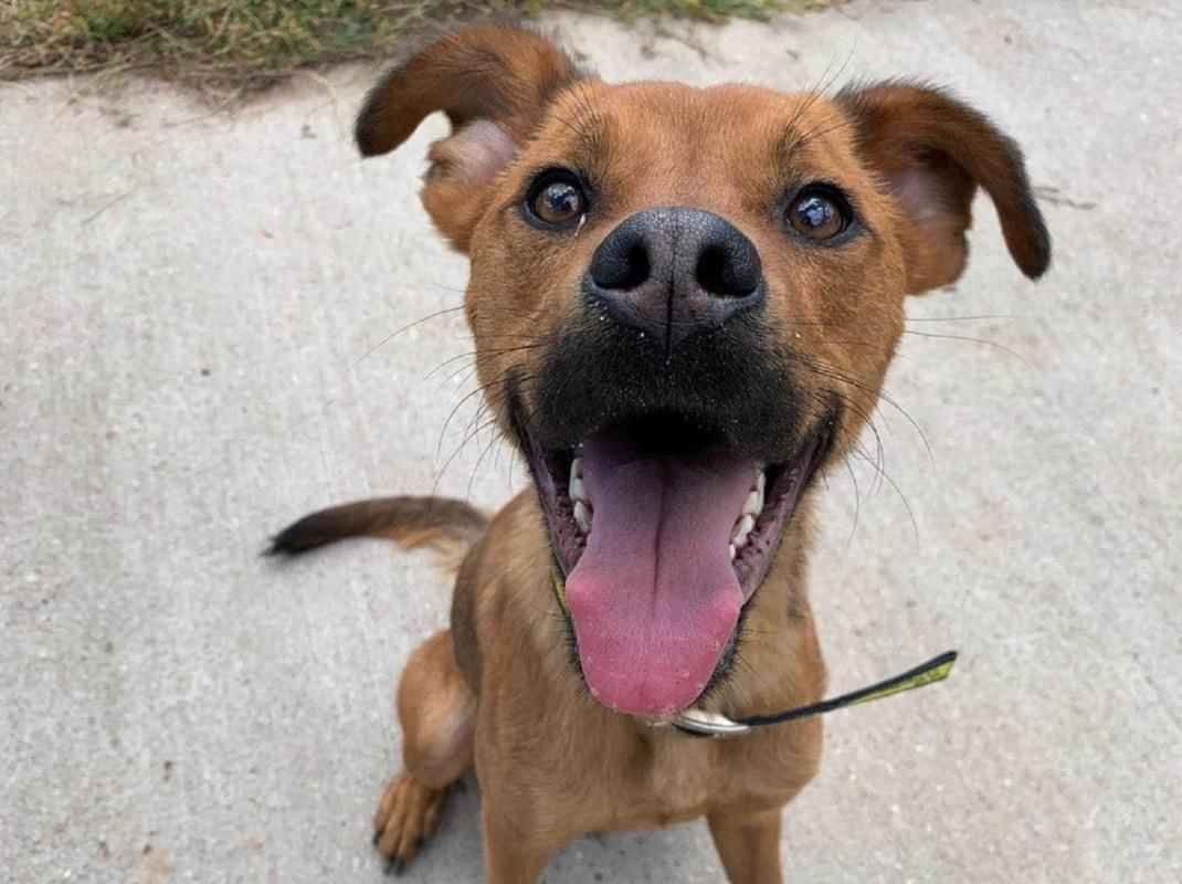Rescue Dogs Dog Rehoming Adopt A Dog Rescue Dogs Dogs Rehome Dog segment-17-dog-food-typo-loverman-traits-and-facts-of-the-day-free