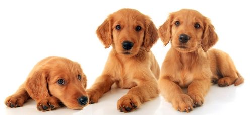 Golden Retriever Breed Information Photos History And Care