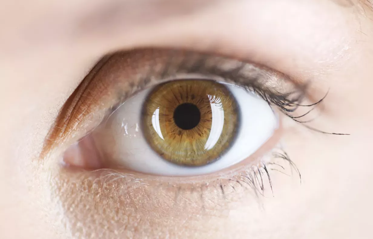 Файл:Light brown amber eye.JPG - Википедия