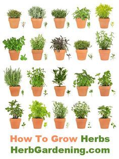 Herbgardening Gives Valuable Information On How To Grow Herbs In Herbgardening Gives Valuable Information On How To Grow Herbs In The Herb Garden Containers With Hydroponics Indoors And Outdoors