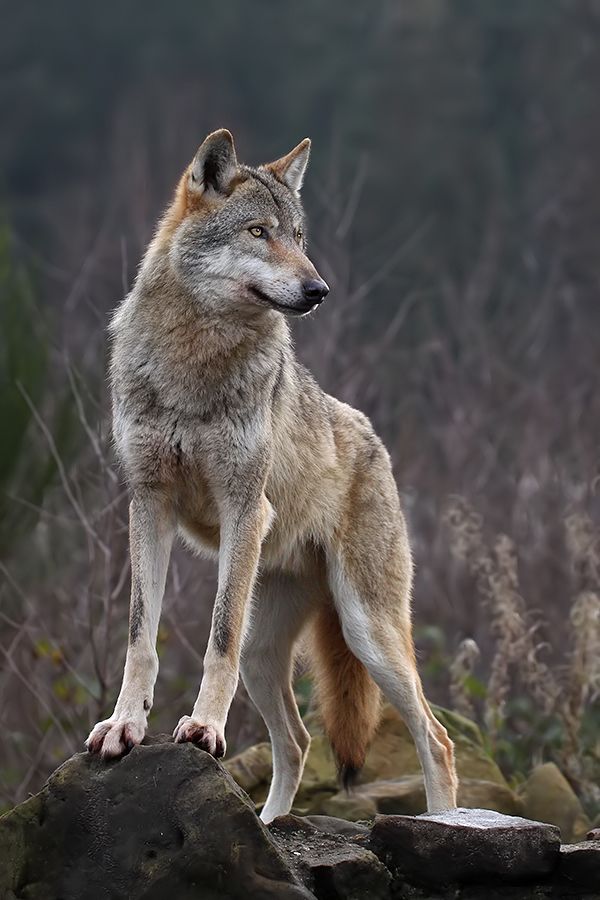alpha wolf by jaroslaw miernik on 500px canine wolf alpha