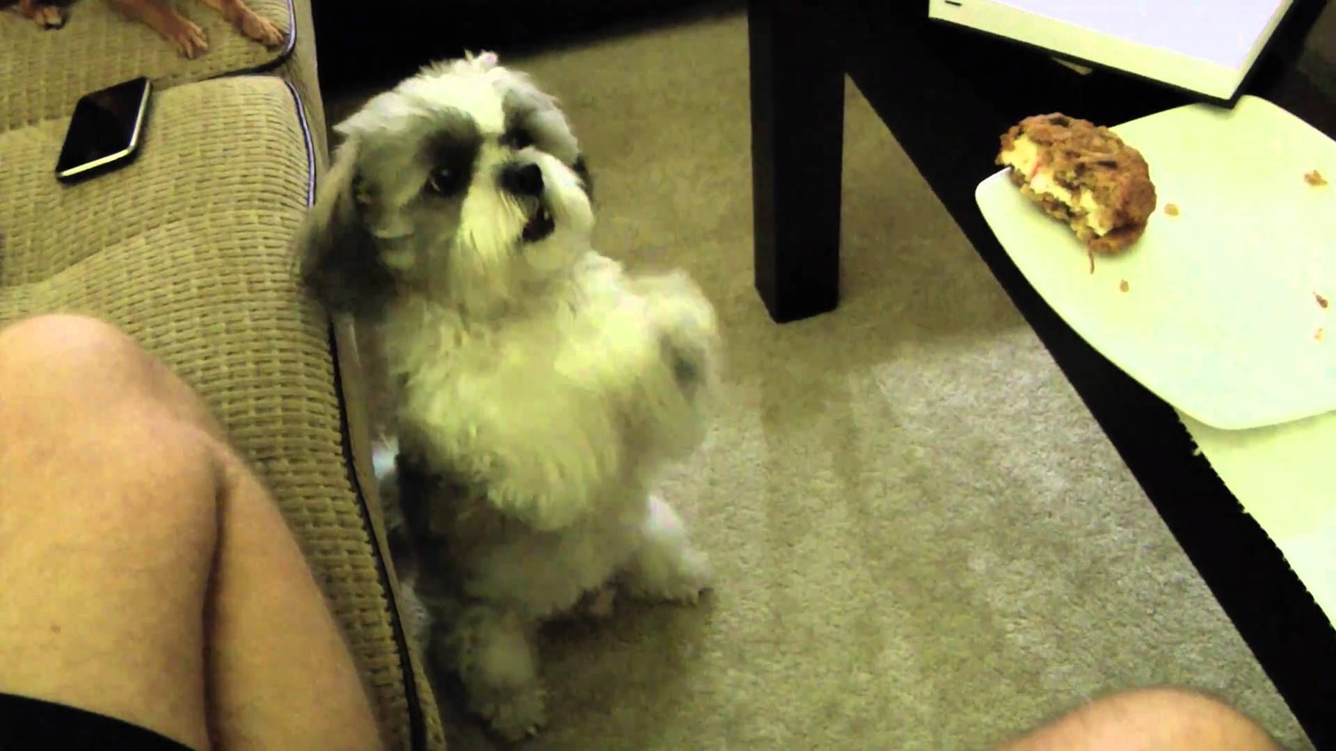 Shih Poo Puppies And Full Grown Dogs Funny Videos Funny Grown