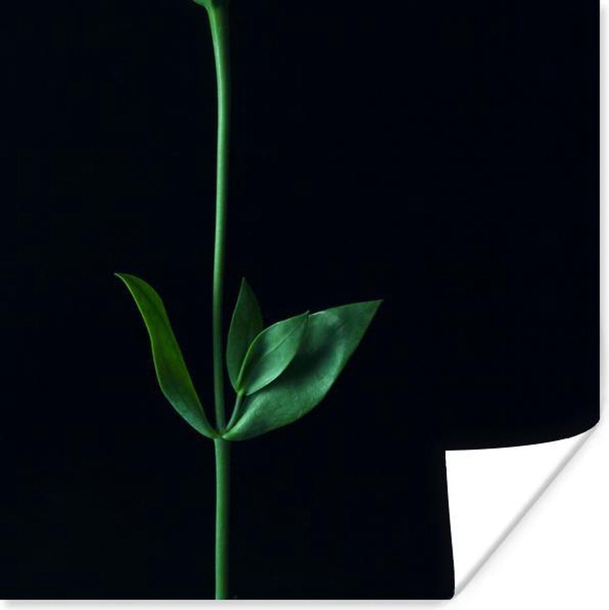 Plant Leaves, Prints, Products, Gadget