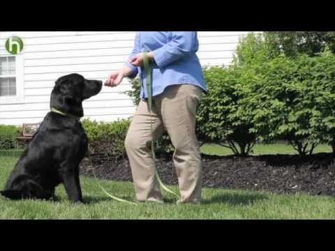 How To Train Your Dog To Stop Barking Training Your Dog Dog