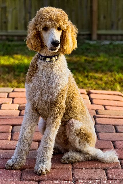 Musings Of This Muse Poodls Sandy By Tropicdiver On Flickr