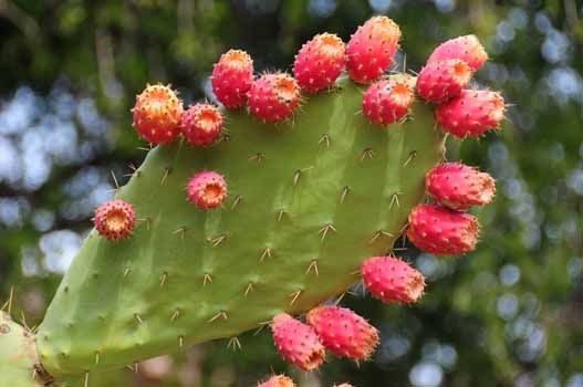 cactul de slăbire)