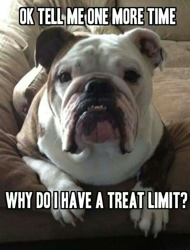 Pin By Ashley On Dogs English Bulldog Funny English