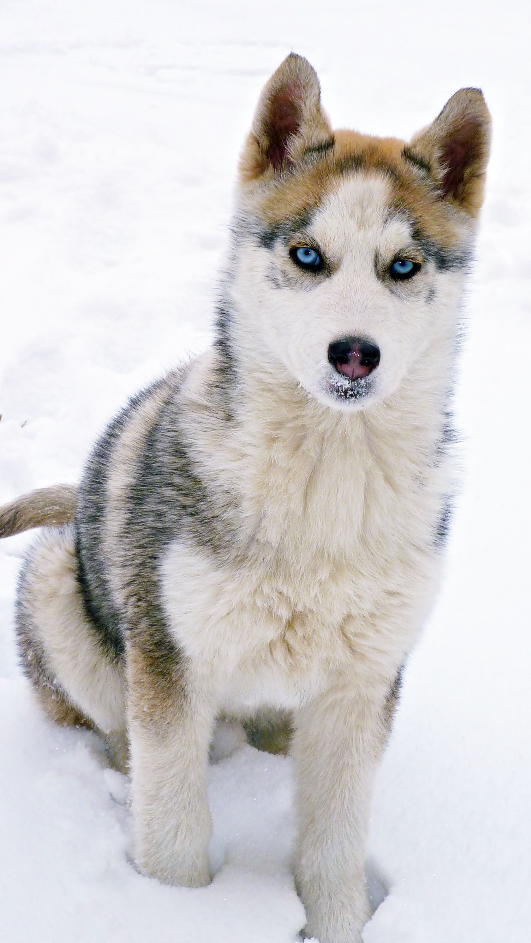 Cruce Husky Siberiano Y Alaskan Malamute Pets Lovers