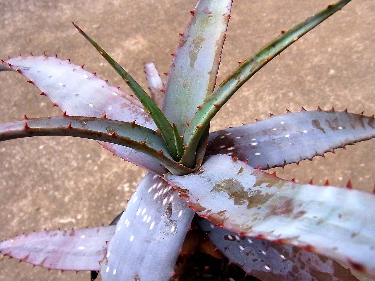 Aloe Microstigma アロエ ミクロスティグマ アロエ まったり ティ