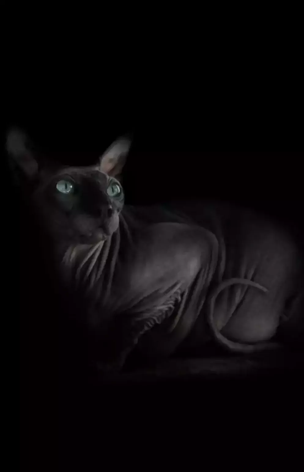 Profuse Beautiful Cats Photography Portraits Profuse Beautiful Cats Photography Portraits