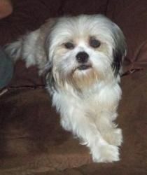 Adopt Missi On Lhasa Apso Dogs Lhasa