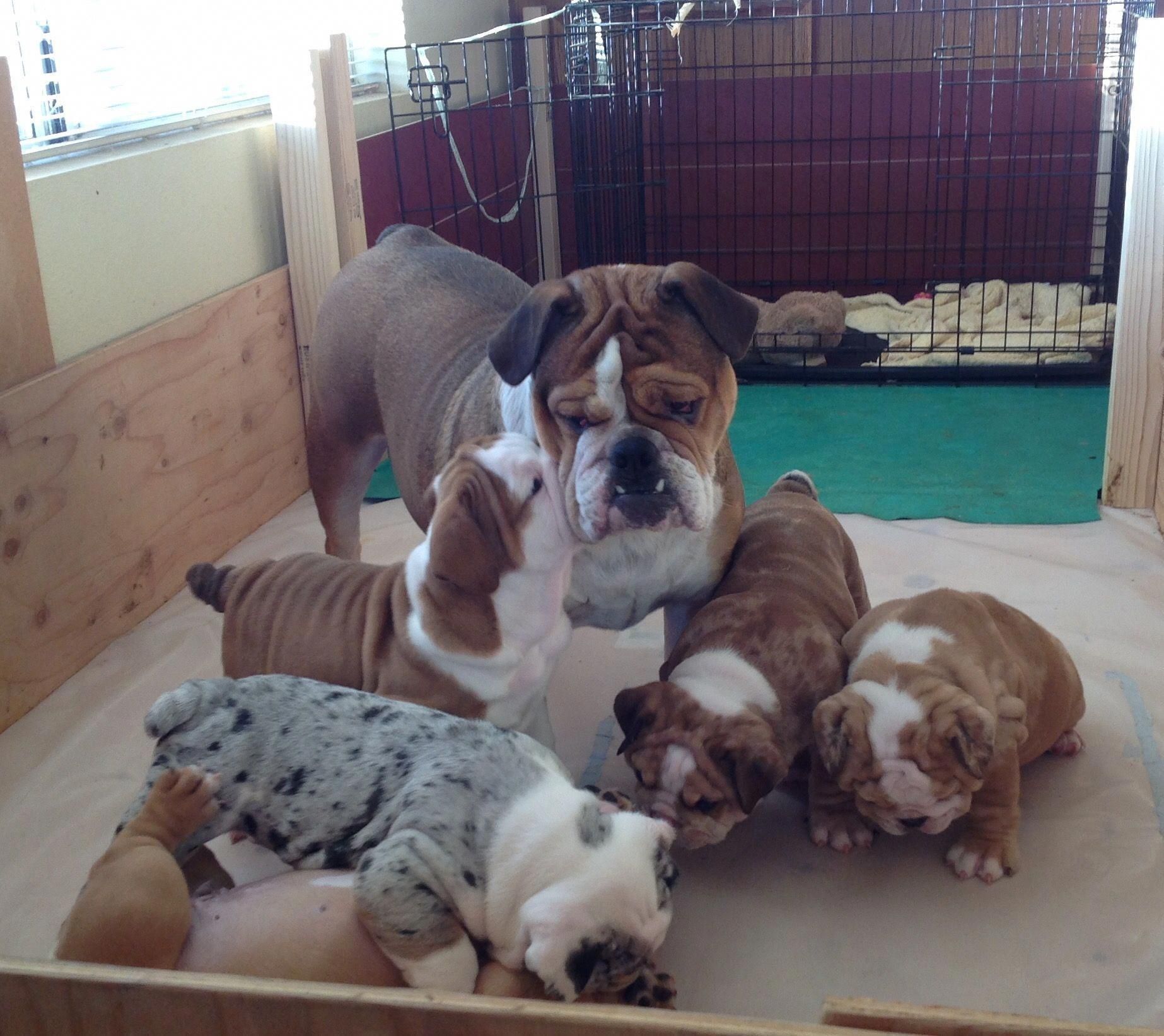 Things I Respect About The Dignified Bulldog Puppy Bulldogs