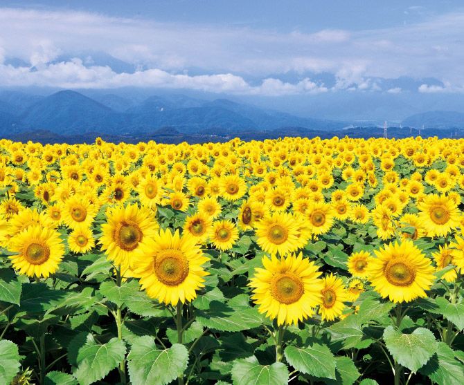 関東近郊の絶景 ひまわり畑 おすすめ25選 19年見頃やイベント情報も じゃらんニュース Http Www Jalan Net News Img 19 06 1907 Kanto 0 2 003 Jpg 燦々と太陽を浴びて育つひまわりは 元気と明るさの象徴 今回は 関東 ひまわり畑 ひまわり ひまわりの絵 関東近郊の絶景 ひまわり畑 おすすめ25選 19年見頃やイベント情報も じゃらんニュース Http Www Jalan Net News Img 19 06 1907 Kanto 0 2 003 Jpg 燦々と太陽を浴びて育つひまわりは 元気と明るさの象徴 今回は 関東 ひまわり畑 ひまわり ひまわりの絵