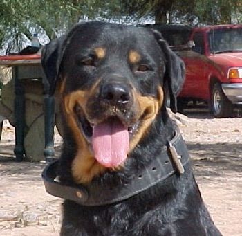 Roman Rottweiler Information And Pictures Rottweilers Roman Rottweiler Information And