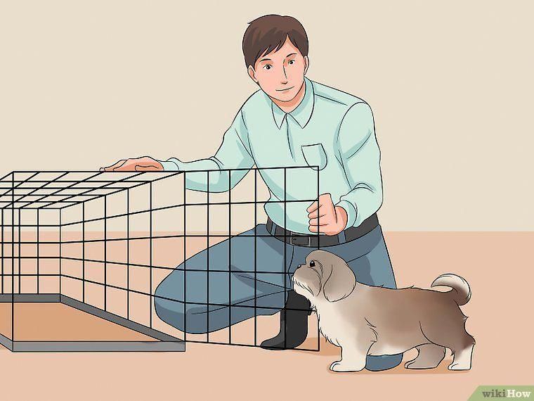 How To Train Your Shih Tzu 12 Steps With Pictures Wikihow