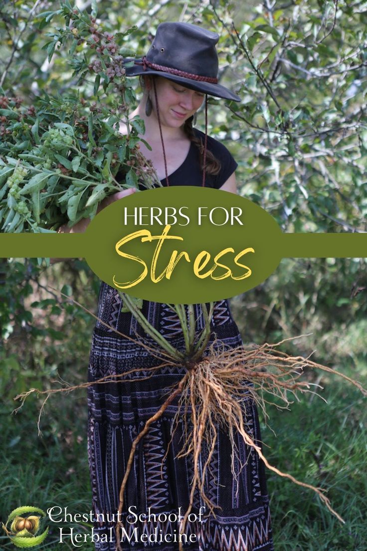 The body has a normal and natural stress response, which stems from the sympathetic nervous system—also commonly referred to as “fight-or-flight response.” This stress response is literally a survival instinct, honed by hundreds of thousands of years of humans living a nomadic life with frequent overt dangers. #herbs #herbalist #herbalism #herbalmedicine #platmedicine #herbalremedies #plantremedies #naturalremedies #selfreliance #stress