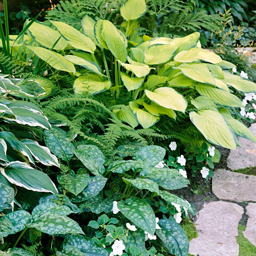 Incredible 23+ Shade Loving Low Growing Plants References