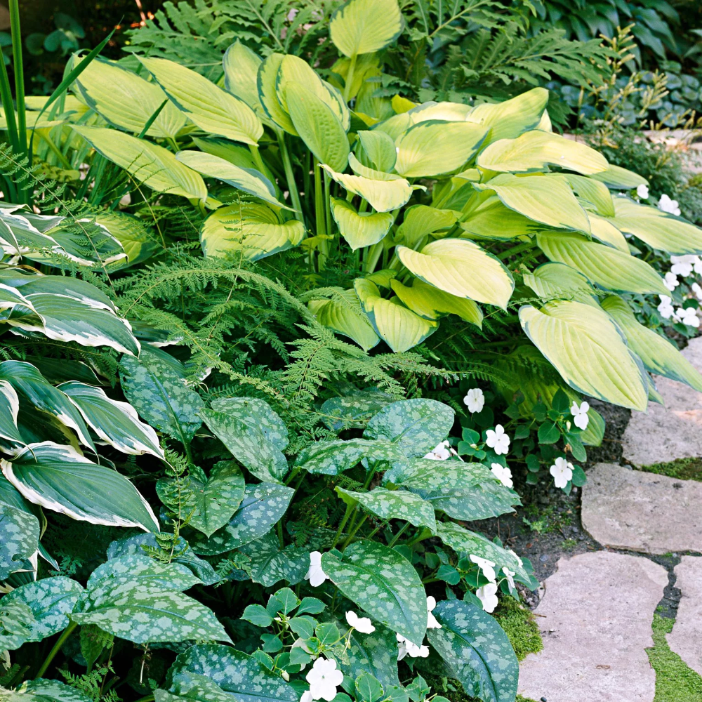 12 Tough Perennials That Grow in Dry Shade (Most Even Bloom!) | Shade ...