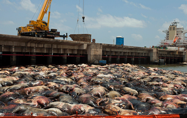 Livestock Transport Take A Ship Tour Onboard Mv Becrux Tours Transportation Take That