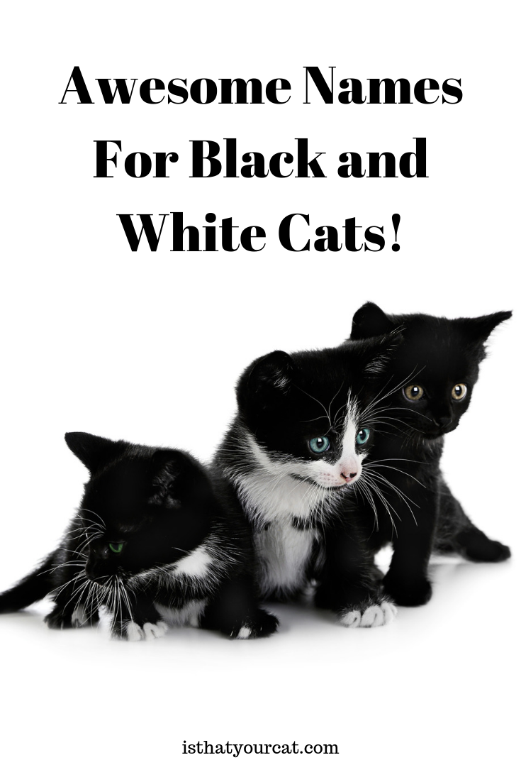 161 Female Tabby Cat Names You Will Love! in 2020 Cute