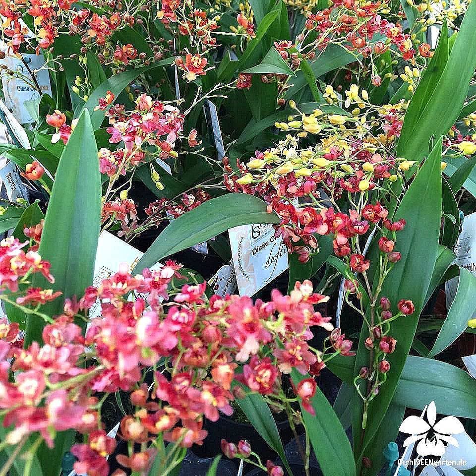 Oncidium twinkle orchid