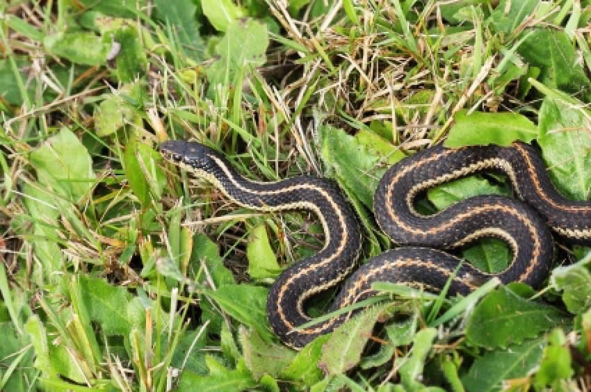 home remedy garter snake repellent