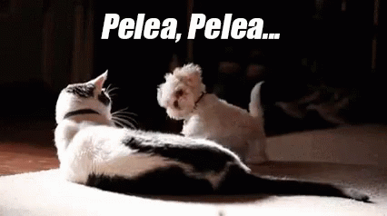 Pelea De Perro Y Gato Gif Peleapelea Gatoperro Descubre Comparte Gifs Pelea De Perros Animales Gif Perros