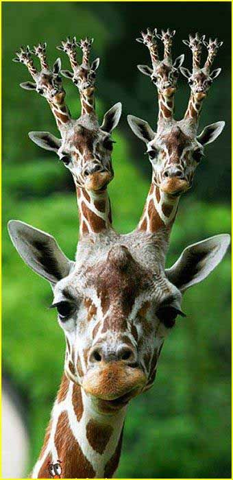 Funny Pictures Of Giraffes Funny Giraffe Picture For Friendster Graphics Com Funny Pictures Of Giraffes Funny Giraffe Picture For Friendster Graphics Com
