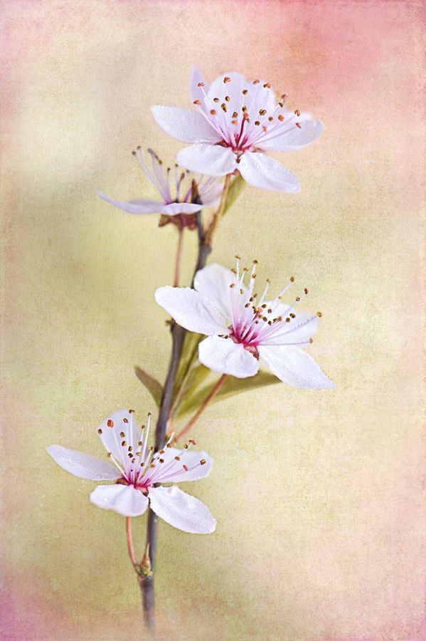 Sweet Plum Blossom Flower Photos Plum Blossom Japanese Flower Tattoo Sweet Plum Blossom Flower Photos Plum Blossom Japanese Flower Tattoo