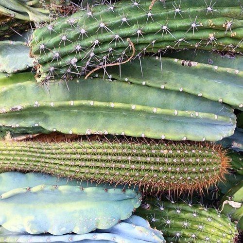 dysmantle cactus dysmantle cactus