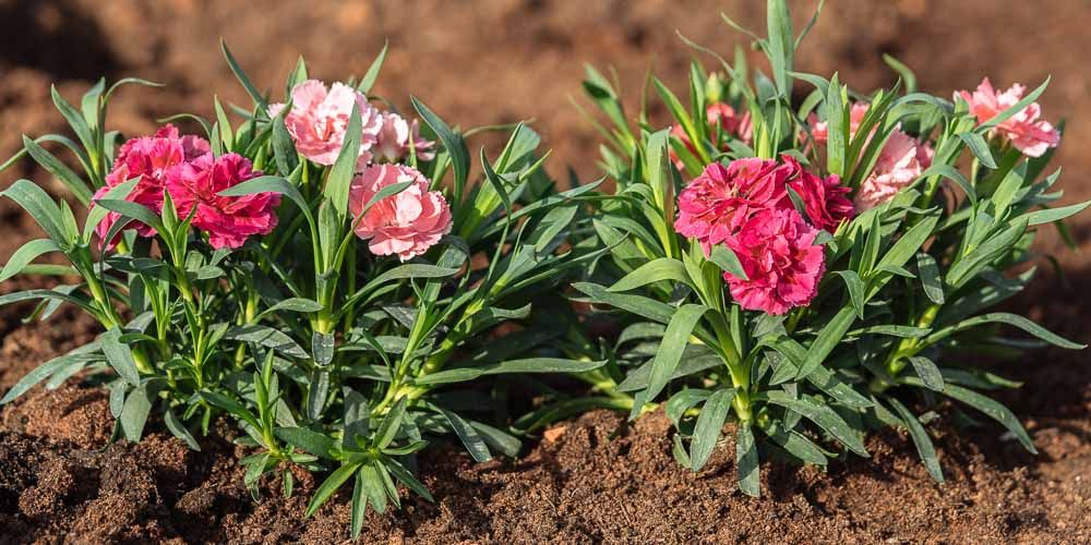 Popular Flowers, Front Yard Garden, Carnations, Pot, 10 Things, Plants, Courtyards, Balconies, Caring