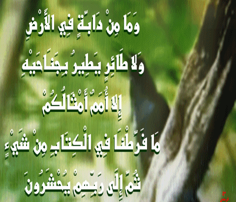 مع الرحمن حيوانات ذ ك ر ت في القرآن الكريم Blog Post Blog Posts