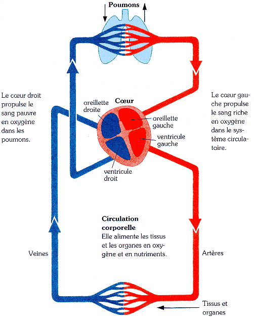 Comprendre La Circulation Sanguine Exercices Cm Sciences Cycle Artofit