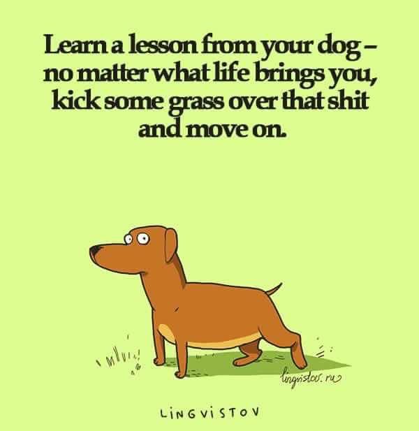 Funny Learn A Lesson From Your Dog No Matter What Life Brings