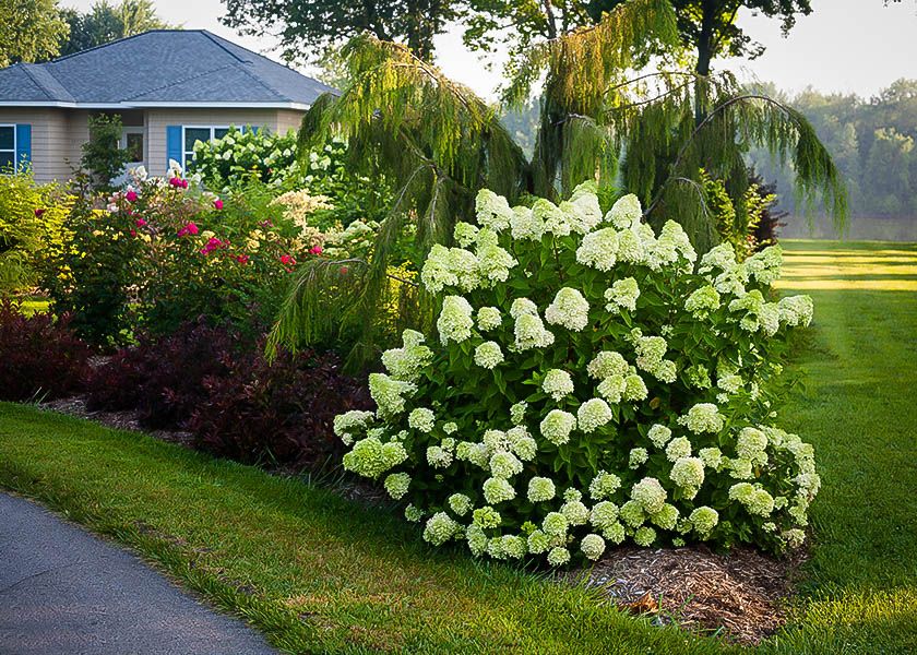 Little Lime Hardy Hydrangea Monrovia Little Lime Hardy Hydrangea Hydrangea Landscaping Hardy Hydrangea Backyard Hydrangeas