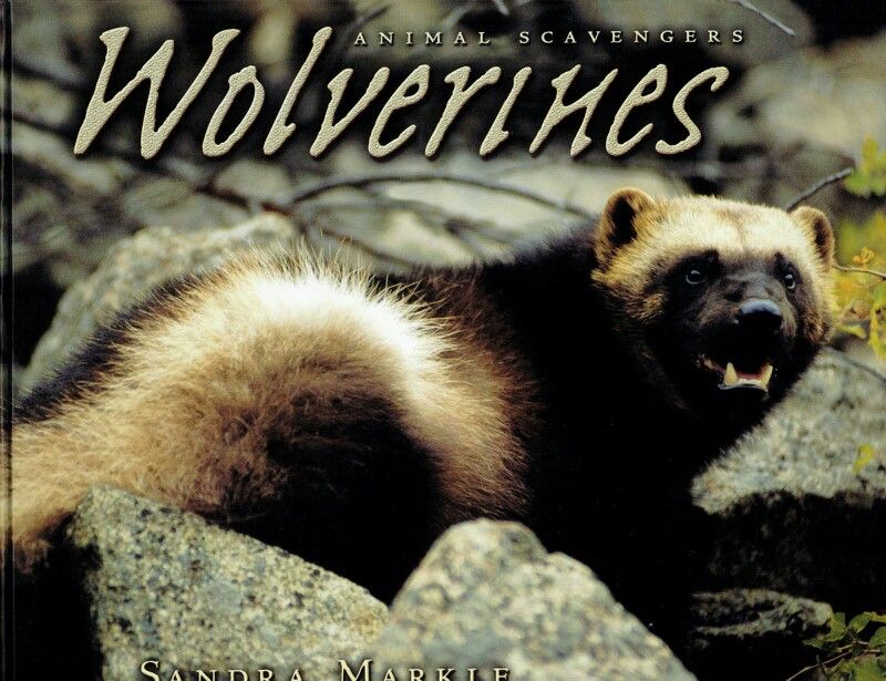 The wolverine is a powerful animal that resembles a small bear but is