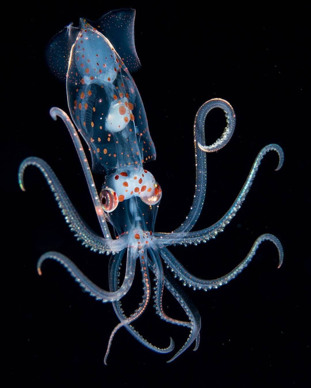 Diving Traveler on Instagram: “North atlantic squid posing for the camera😁🌊🦑 . Like and tag an ocean lover in the comments❤👍💬 . Shot by @nealmoc . Follow @scubapilgrim…” Deep Sea Creatures, Beautiful Sea Creatures, Animals Beautiful, Cute Animals, Deep Sea Animals, Beautiful Ocean, Underwater Creatures, Underwater Life, Sublime Creature