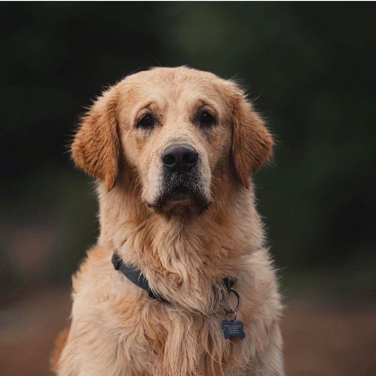Top 200 Best Male Golden Retriever Puppy Names Pupstoday Golden Retriever Retriever Puppy Golden Retriever Puppy