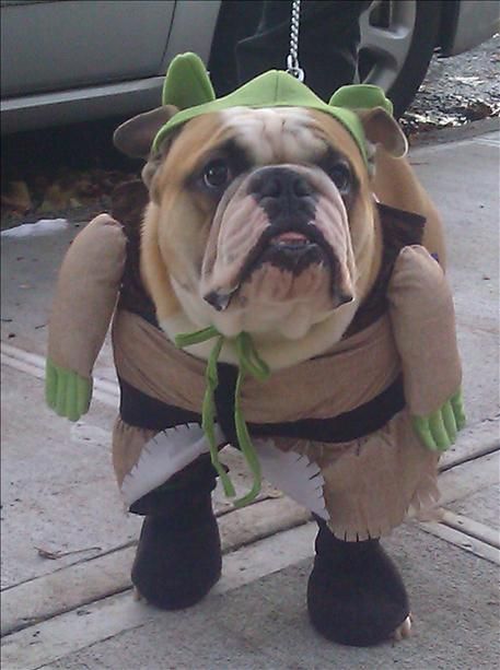 Bulldog halloween costumes 