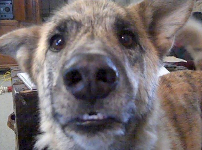 One Of The Funniest U Tube Videos The Talking Dog Talking Dog