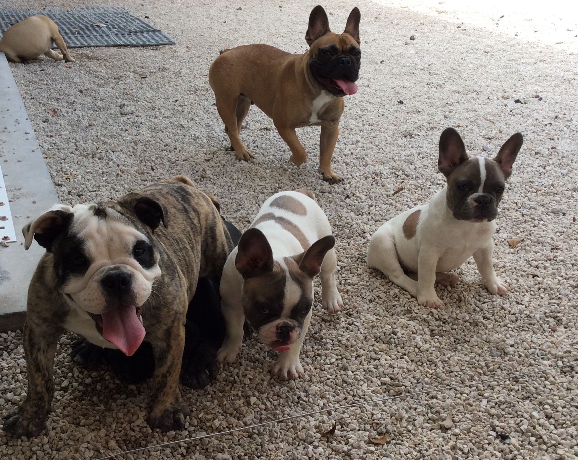 My Babie Akc English French Bulldogs Family Raised Health