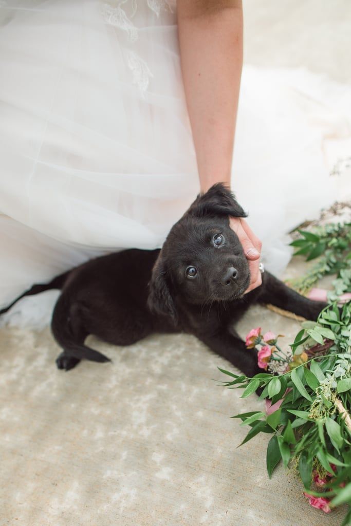 These Pups Deserve A Round Of Appaws For Looking This Good In