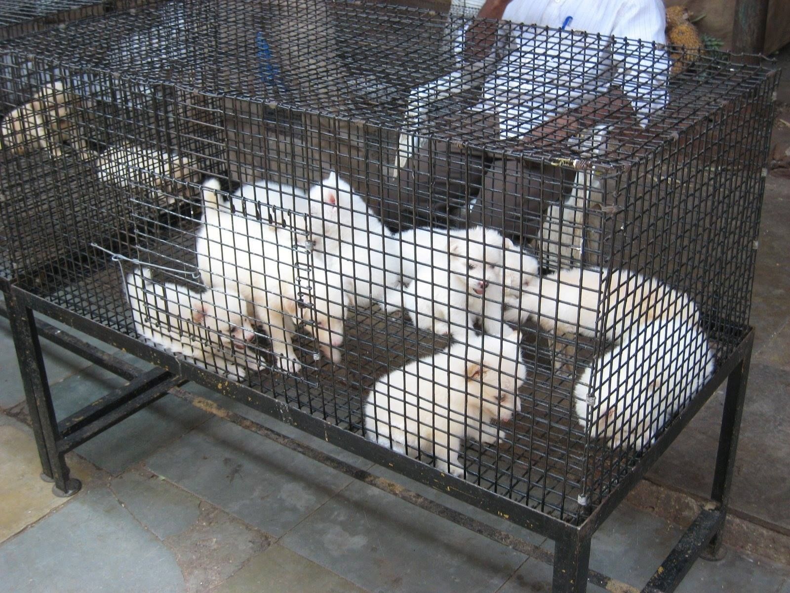 Puppy Mills 101 Puppy Mills Puppies Pet Store