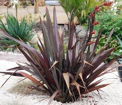 Black Adder New Zealand Flax Size Picture Of Phormium New Zealand Flax Black Adder Phormium New Zealand Flax Plants Native Garden