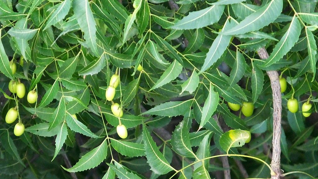 1000 Gambar Daun Neem Paling Keren 1000 Gambar Daun Neem Paling Keren